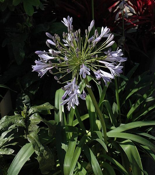 Peter Pan agapanthus