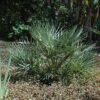 mediterranean fan palm