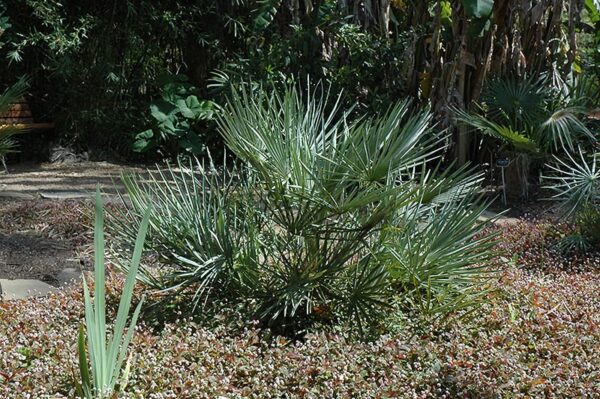 Mediterranean Fan Palm