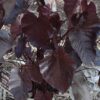 Black Coral Elephant Ear