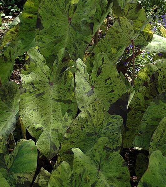 mojito elephant ear