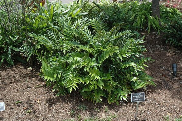 Japanese Holly Fern