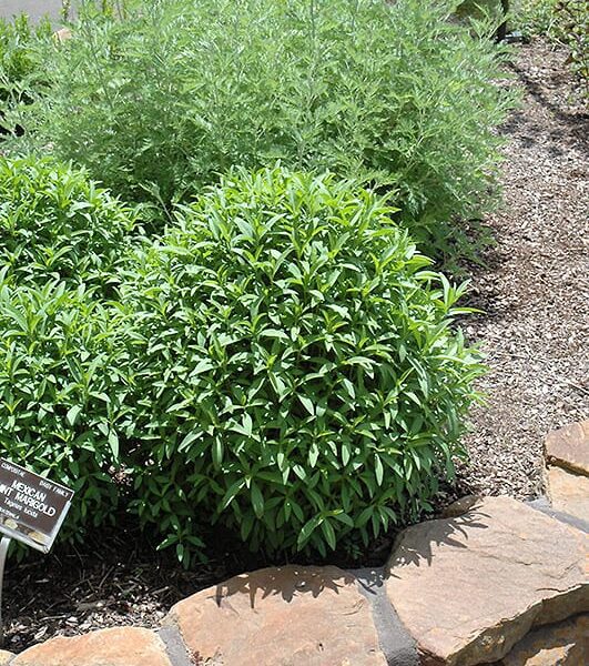 Mexican tarragon