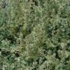 silver lemon thyme