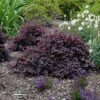 purple pixie fringe flower