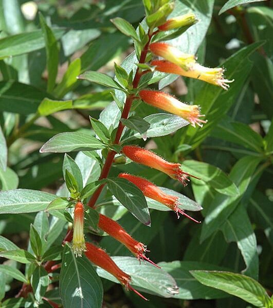 firecracker plant