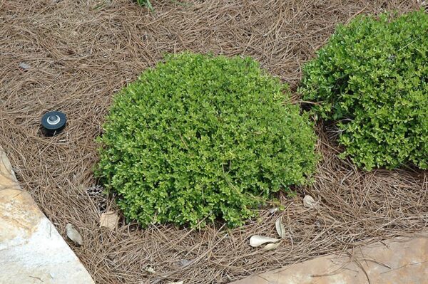 Dwarf Micron Yaupon Holly