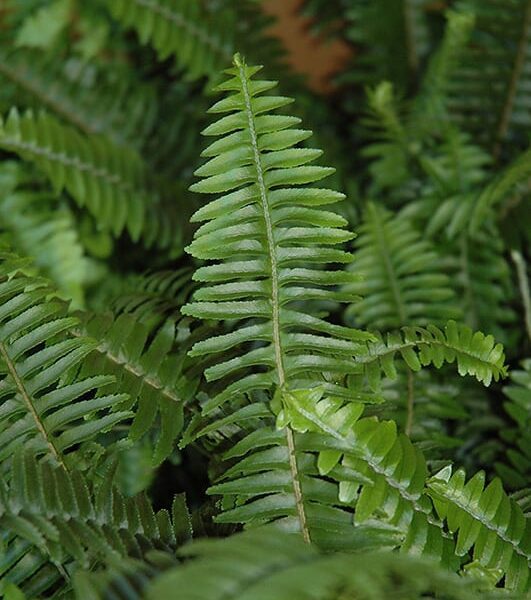 Kimberly queen fern