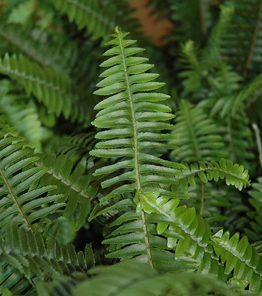 Kimberly Queen Fern