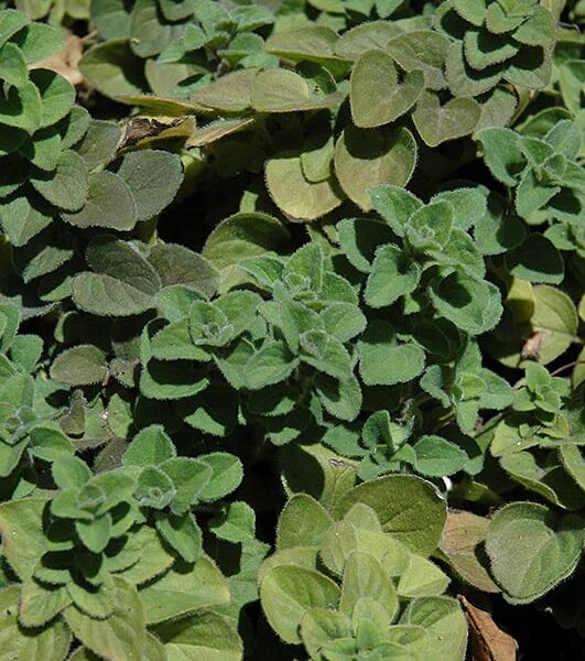 hot and spicy oregano