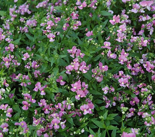 poetry pink nemesia