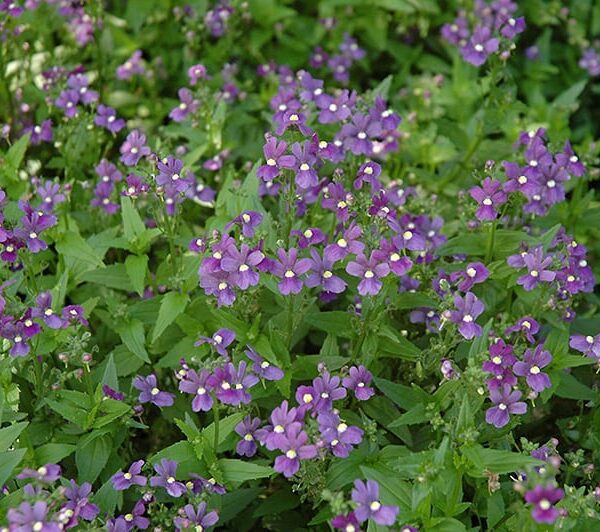 poetry blue nemesia