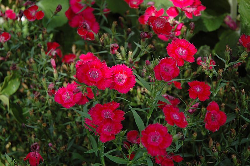 Ideal Select Red Dianthus Calloway s Nursery