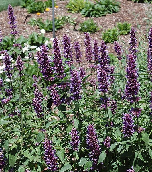 blue boa hyssop