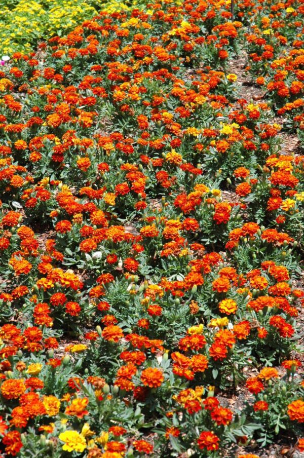 Durango Red Marigold