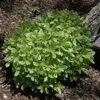cream de min dwarf mock orange