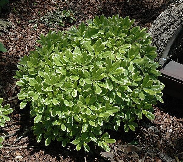 Cream De Mint Dwarf Mock Orange