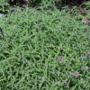 Mexican bush sage