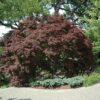 burgundy lace Japanese maple