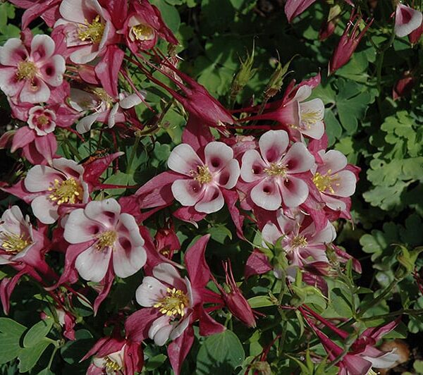 origami rose and white columbine