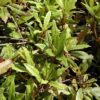 chairmen Japanese ardisia