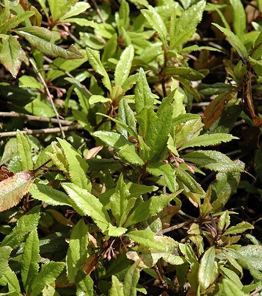 chairmen Japanese ardisia