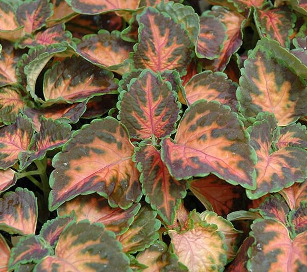 Wizard Coral Sunrise Coleus