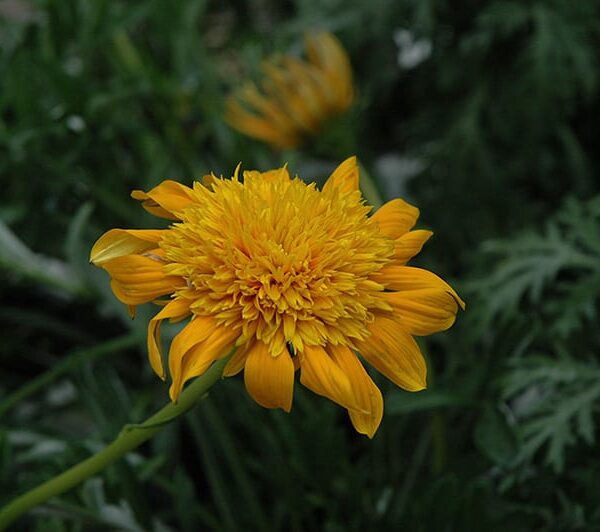 sunbathers nahui gazania