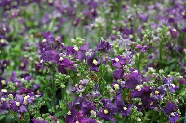 Aromatica Royal Blue Nemesia