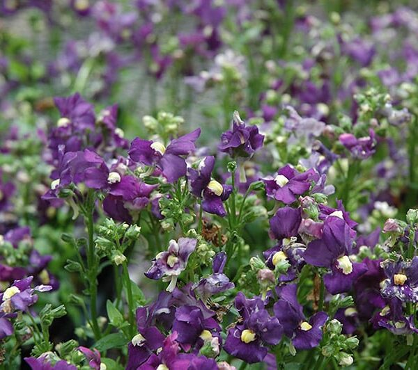 aromatic royal blue nemesia