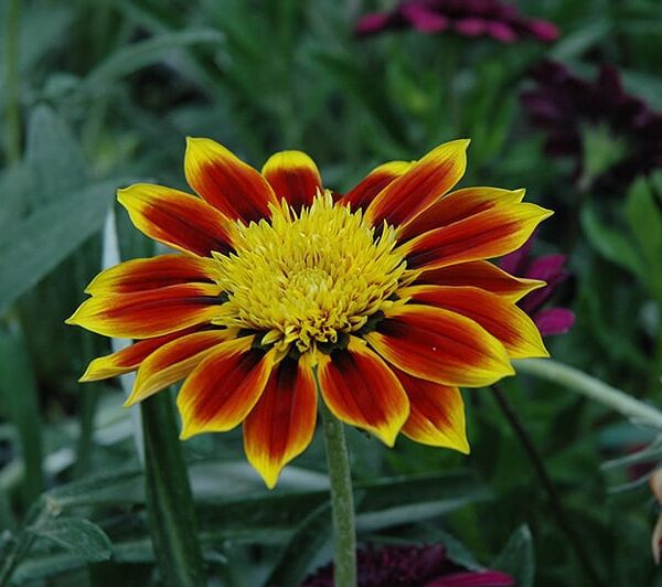 sunbathers totonaca gazania