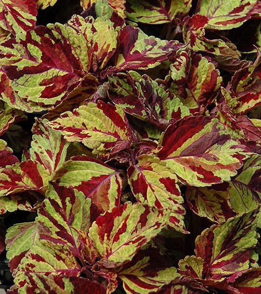 Wizard Mosaic Coleus