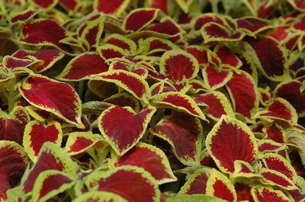 wizard scarlet coleus
