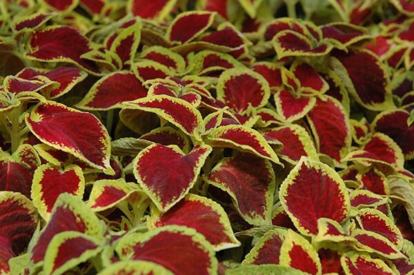 Wizard Scarlet Coleus