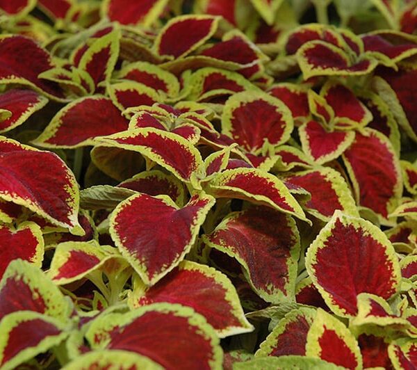Wizard Scarlet Coleus