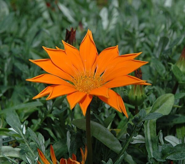 new day clear orange gazania