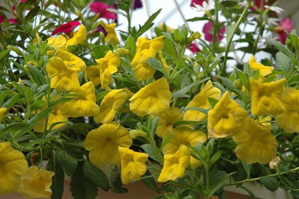 Superbells Yellow Calibrachoa