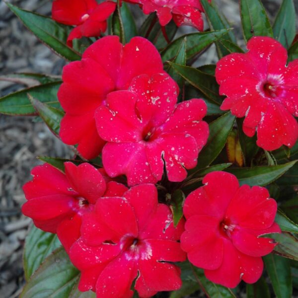 Magnum Dark Red New Guinea Impatiens