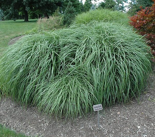 adagio maiden grass