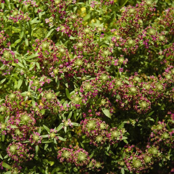 Purple Stream Sweet Alyssum