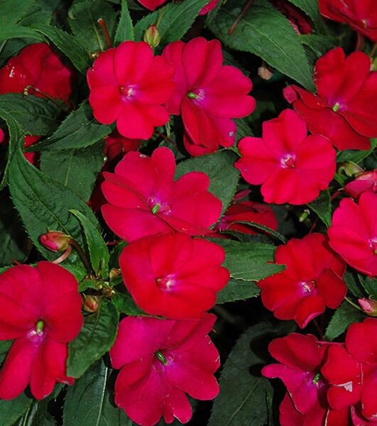 sunpatiens compact royal magenta