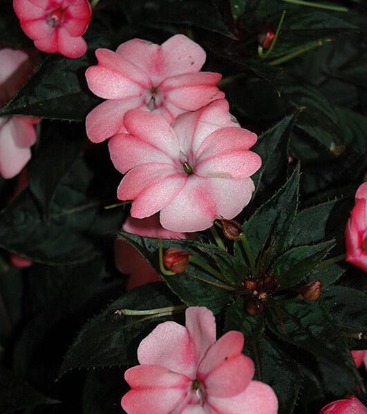 sunpatiens compact blush pink