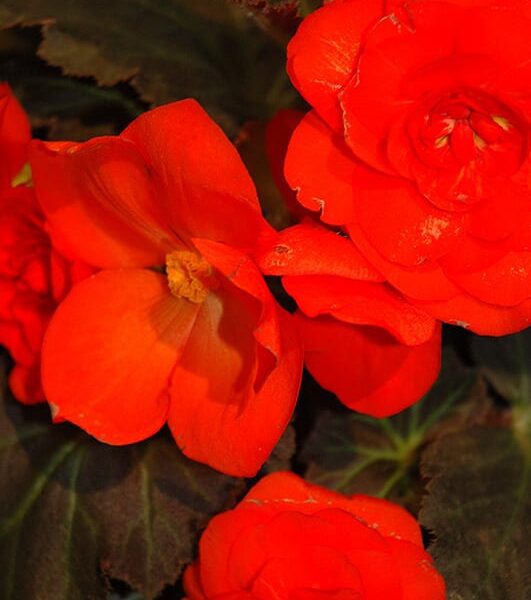 nonstop mock deep orange