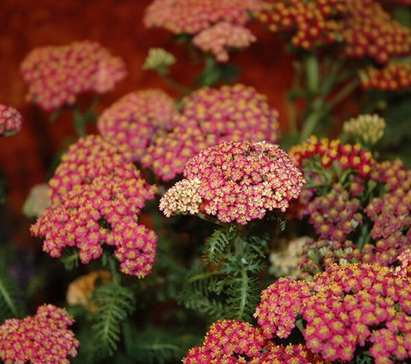 new vintage rose yarrow