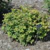double play Big Bang spirea