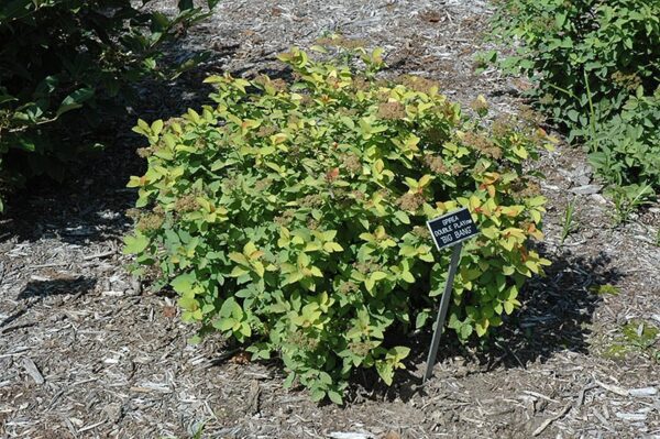 Double Play Big Bang Spirea