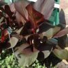 Tropicana black canna