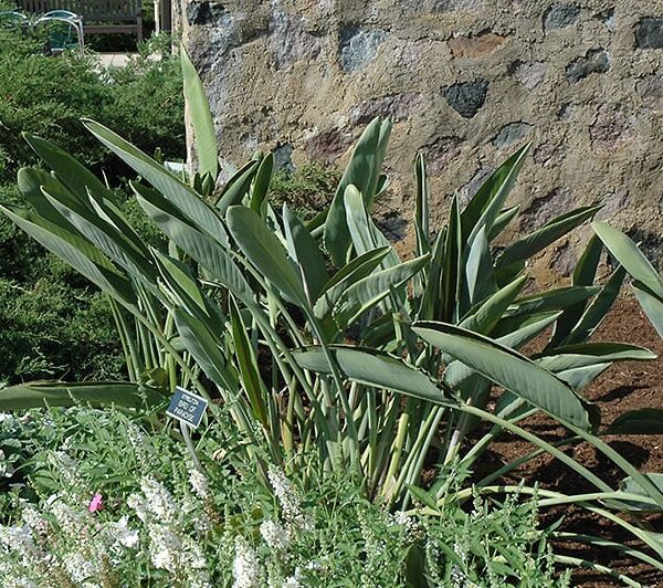 plant