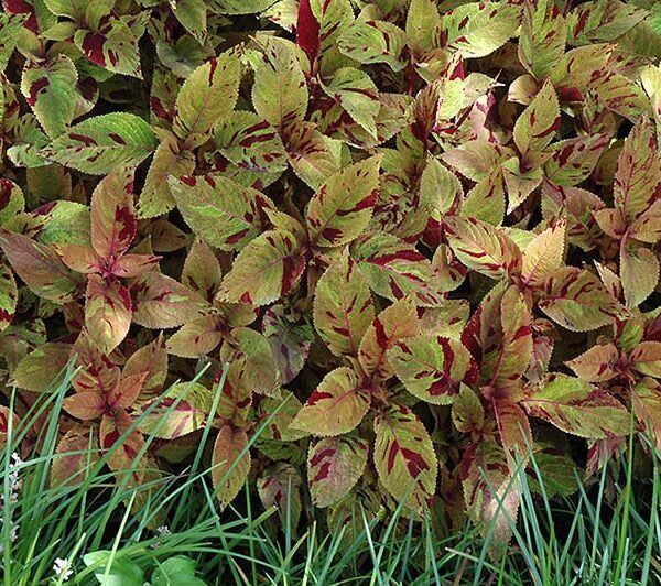mighty mosaic coleus