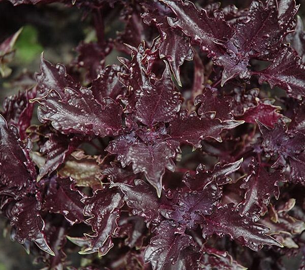 purple ruffles basil